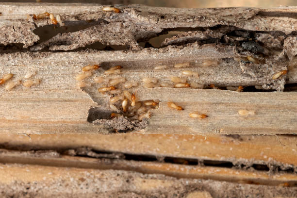 Best Wildlife Control Services  in Spring Green, WI